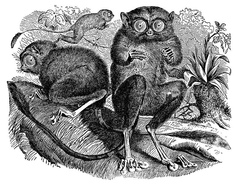 光谱眼镜猴(塔修斯光谱)- 19世纪